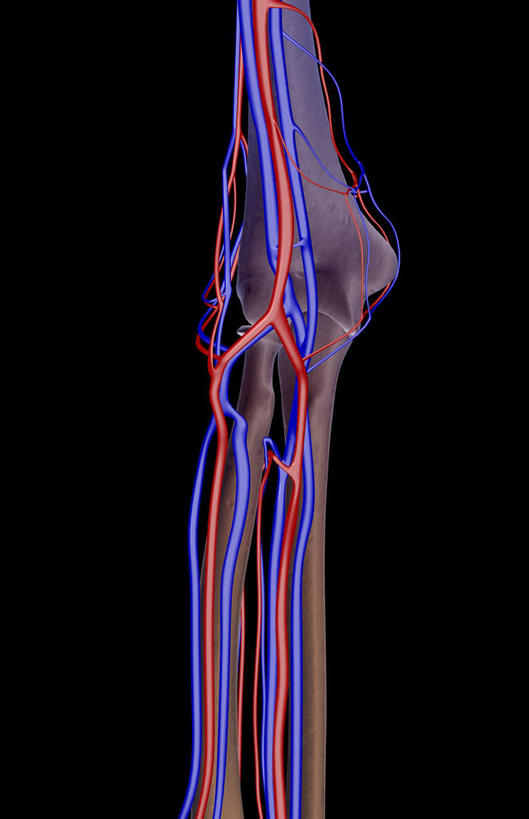 神经,动脉,静脉,骨骼,无人,竖图,插画,x光片,室内,特写,白天,正面,数码,科技,静物,阴影,黑色背景,辐射,科学,网络,医学,骨头,高光,几何,计算机图形,合成,图画,画,红色,蓝色,模型,人体,电脑合成图,数码合成图,骨架,生物学,科学技术,x射线,筋脉,x光,漫画,神经元,生理学,写实,具体,具象,手肘,尺骨,桡骨,手臂,肘部,伸开双臂,半身,彩图,神经系统,电磁波,电磁辐射