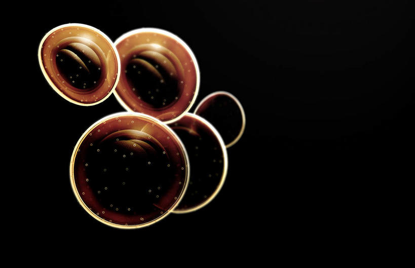 无人,横图,插画,室内,特写,白天,正面,数码,科技,微生物,静物,阴影,黑色背景,网络,医学,细胞,高光,几何,计算机图形,合成,图画,画,人体,电脑合成图,数码合成图,疾病,生物学,漫画,生理学,写实,具体,具象,葡萄球菌,球菌,彩图