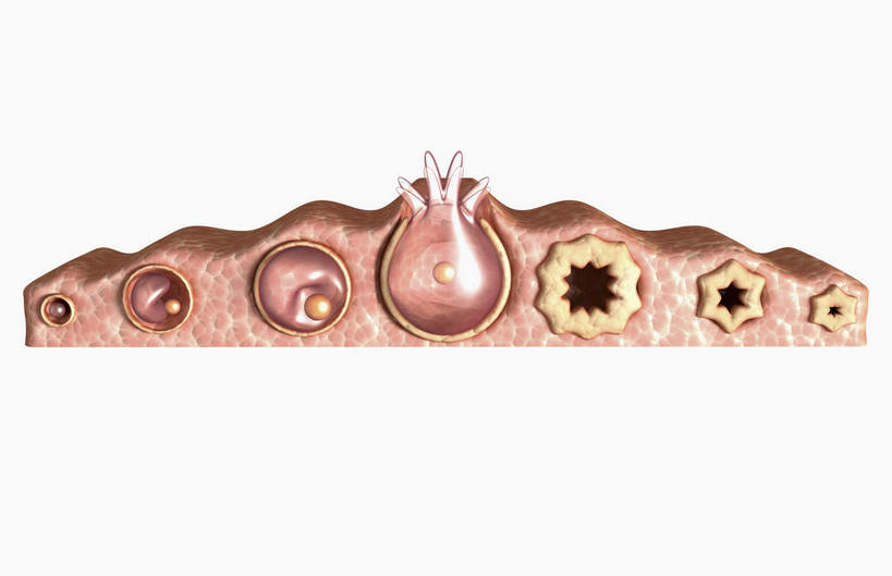 内脏,动脉,静脉,卵巢,无人,横图,插画,室内,白天,白色背景,正面,数码,科技,静物,阴影,网络,医学,高光,几何,计算机图形,合成,图画,画,黄色,模型,人体,成长,电脑合成图,数码合成图,生物学,人体器官,发育,器官,卵子,漫画,生理学,写实,具体,具象,卵泡,排卵,彩图,生殖器官