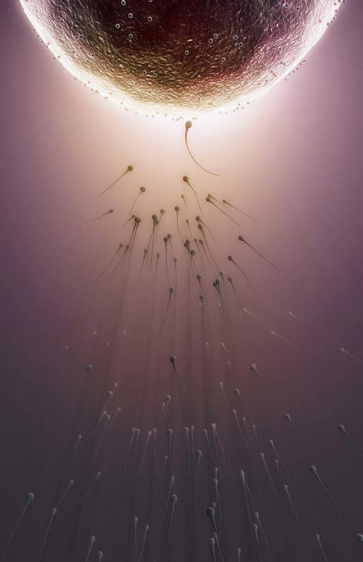 无人,竖图,插画,室内,白天,正面,数码,科技,静物,许多,阴影,黑色背景,网络,医学,细胞,高光,几何,计算机图形,合成,图画,画,精子,人体,电脑合成图,数码合成图,生育,生物学,漫画,生理学,写实,具体,具象,受精,生殖细胞,彩图,受精卵