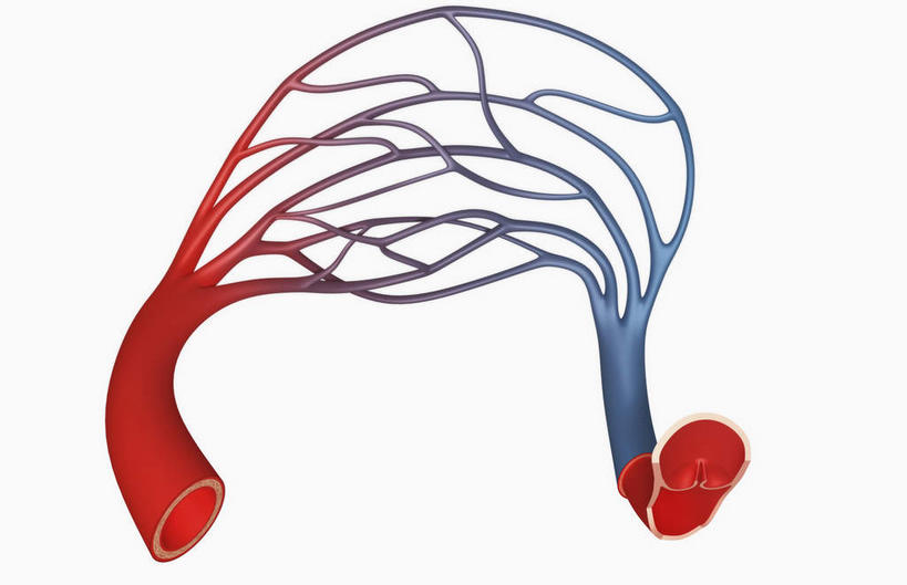 内脏,神经,脊髓,动脉,静脉,脊椎,血管,毛细血管,无人,横图,插画,室内,白天,正面,数码,科技,静物,阴影,网络,医学,高光,几何,计算机图形,合成,图画,画,红色,模型,人体,电脑合成图,数码合成图,生物学,人体器官,器官,筋脉,漫画,神经元,生理学,写实,具体,具象,脊柱,彩图,神经系统