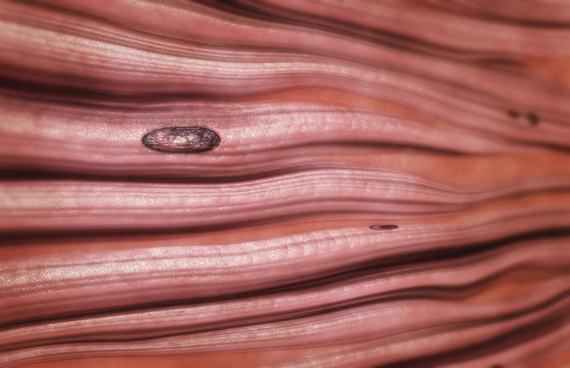 无人,横图,插画,室内,白天,正面,数码,科技,静物,阴影,网络,医学,细胞,高光,几何,计算机图形,合成,图画,画,红色,人体,电脑合成图,数码合成图,生物学,漫画,生理学,写实,具体,具象,结缔组织,纤维细胞,彩图