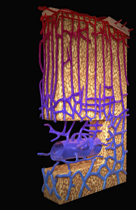 神经,血管,无人,竖图,插画,室内,白天,正面,数码,科技,静物,阴影,黑色背景,网络,医学,细胞,高光,几何,计算机图形,合成,图画,画,红色,绿色,皮质,人体,电脑合成图,数码合成图,生物学,筋脉,漫画,骨髓,神经元,生理学,写实,具体,具象,肾上腺,肾,彩图,神经系统