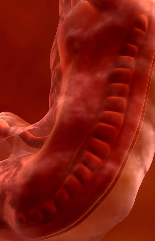 子宫,一个人,无人,竖图,插画,室内,白天,正面,数码,科技,仅一个人,阴影,红色背景,网络,高光,几何,计算机图形,合成,图画,画,红色,生长,成长,电脑合成图,数码合成图,胎儿,发育,漫画,孕育,保护膜,写实,具体,具象,彩图,全身,胚胎,生殖器官