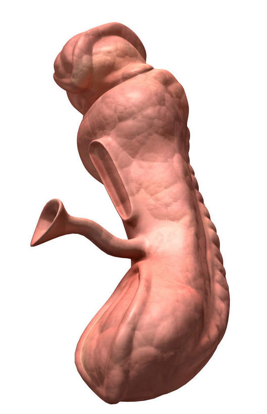 一个人,无人,竖图,插画,室内,白天,白色背景,正面,数码,科技,仅一个人,阴影,网络,高光,几何,计算机图形,合成,图画,画,红色,生长,成长,电脑合成图,数码合成图,胎儿,发育,漫画,孕育,保护膜,写实,具体,具象,彩图,全身,胚胎