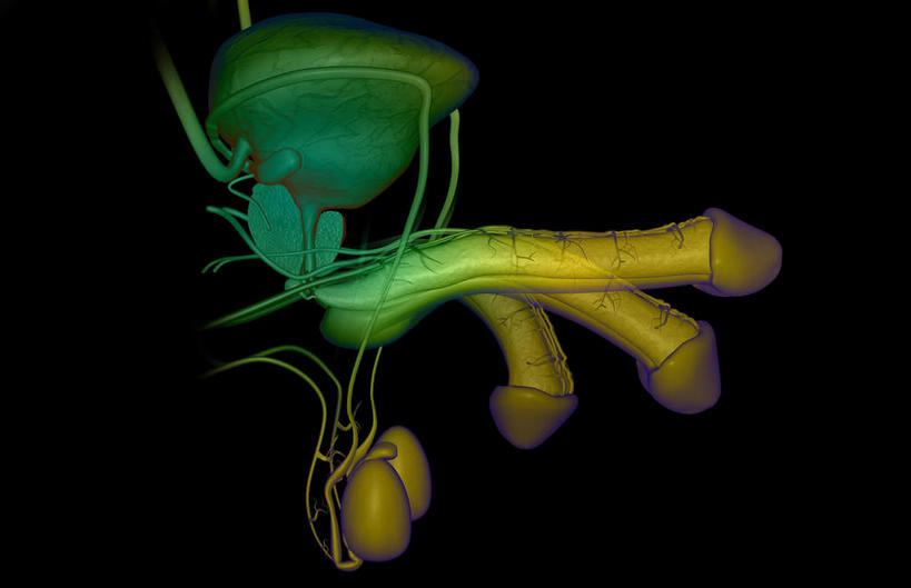 内脏,动脉,静脉,膀胱,睾丸,阴囊,无人,横图,插画,室内,白天,正面,数码,科技,静物,阴影,黑色背景,网络,医学,高光,几何,计算机图形,合成,图画,画,黄色,绿色,模型,人体,电脑合成图,数码合成图,生物学,人体器官,器官,漫画,泌尿系统,前列腺,生理学,写实,具体,具象,附睾,输精管,彩图,生殖器官