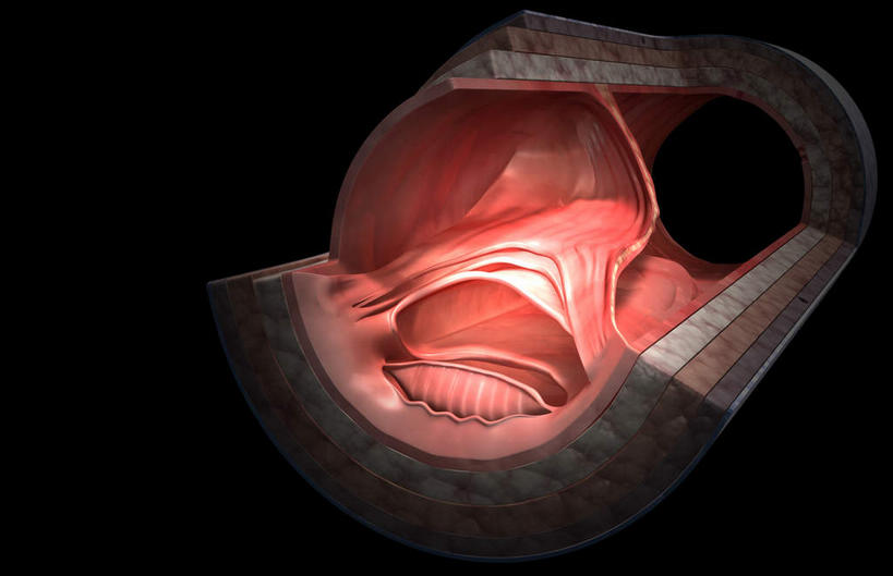 血管,无人,竖图,室内,白天,正面,数码,科技,静物,阴影,黑色背景,网络,医学,细胞,高光,几何,计算机图形,合成,红色,人体,纤维,电脑合成图,数码合成图,生物学,生理学,写实,具体,具象,静脉壁,彩图