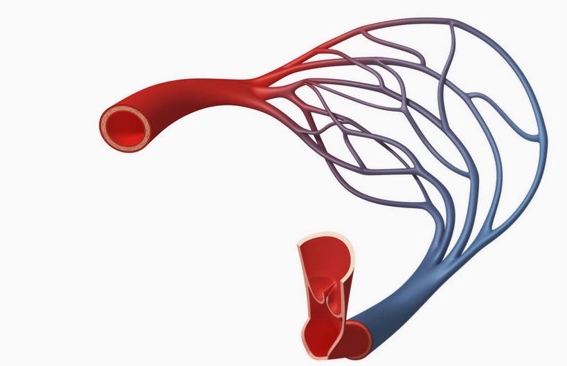 内脏,动脉,静脉,血管,毛细血管,无人,横图,室内,白天,白色背景,正面,数码,科技,静物,阴影,网络,医学,线条,高光,几何,计算机图形,合成,红色,模型,人体,电脑合成图,数码合成图,生物学,人体器官,器官,生理学,写实,具体,具象,静脉血管,彩图