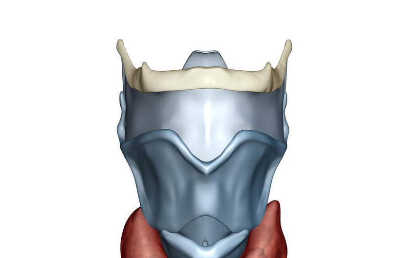 喉咙,动脉,静脉,骨骼,无人,横图,插画,室内,特写,白天,白色背景,正面,数码,科技,静物,阴影,网络,医学,骨头,高光,几何,计算机图形,合成,图画,画,红色,白色,灰色,模型,人体,电脑合成图,数码合成图,骨架,生物学,漫画,生理学,写实,具体,具象,环状软骨,甲状软骨,舌骨,气管软骨,彩图