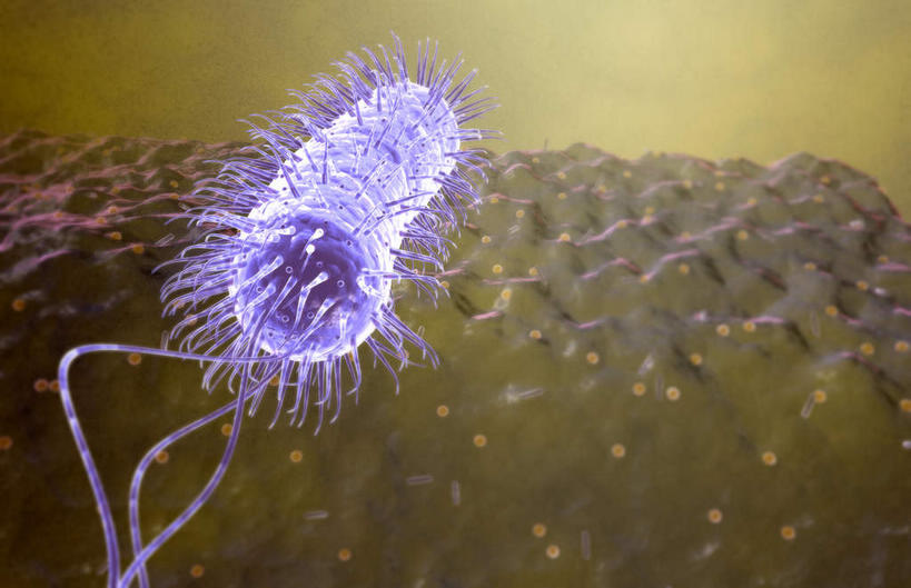 无人,横图,插画,室内,白天,正面,数码,科技,静物,阴影,微小,网络,细菌,医学,细胞,高光,几何,计算机图形,合成,图画,画,动物,人体,电脑合成图,数码合成图,生物学,漫画,病菌,生理学,写实,具体,具象,传染,寄生,螺旋杆菌,幽门螺旋杆菌,彩图,微弱