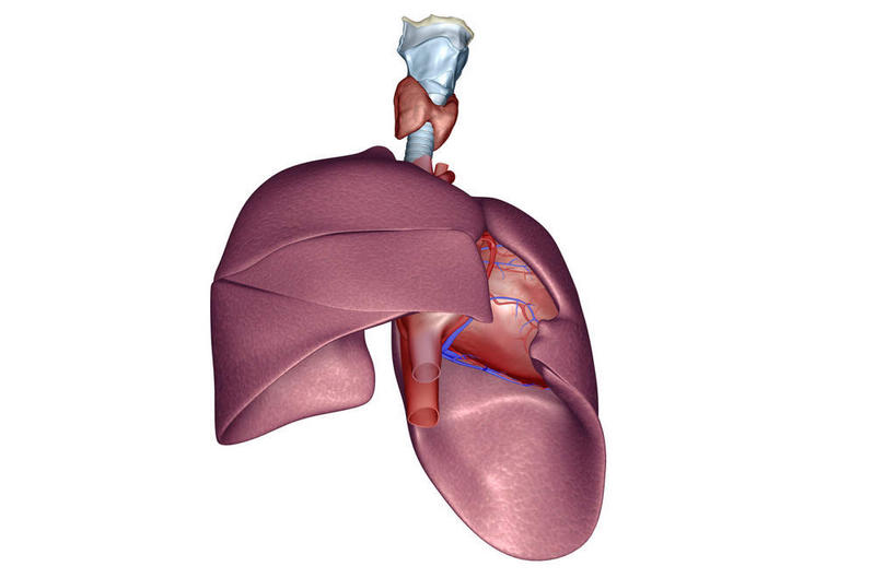 喉咙,内脏,肺,动脉,静脉,无人,横图,插画,室内,白天,正面,数码,科技,静物,阴影,网络,医学,高光,几何,计算机图形,合成,图画,画,一个,红色,模型,人体,单个,电脑合成图,数码合成图,生物学,人体器官,器官,漫画,生理学,写实,具体,具象,甲状腺,喉管,肺部,肺脏,彩图