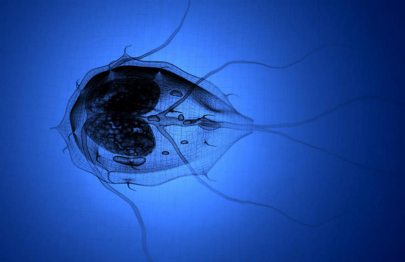 无人,横图,插画,室内,白天,正面,数码,科技,阴影,蓝色背景,微小,网络,细菌,医学,高光,几何,计算机图形,合成,图画,画,动物,生物,电脑合成图,数码合成图,医疗,生物学,漫画,病菌,写实,具体,具象,传染,寄生,寄生虫,贾第虫,彩图,微弱