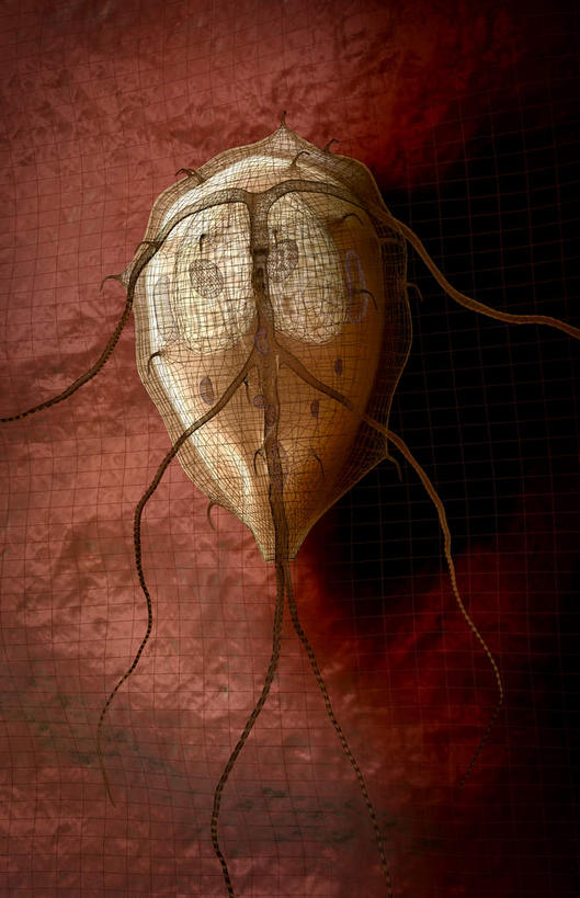 无人,竖图,插画,室内,白天,正面,数码,科技,阴影,微小,网络,细菌,医学,高光,几何,计算机图形,合成,图画,画,红色,白色,动物,生物,电脑合成图,数码合成图,医疗,生物学,漫画,病菌,写实,具体,具象,传染,寄生,寄生虫,贾第虫,彩图,微弱