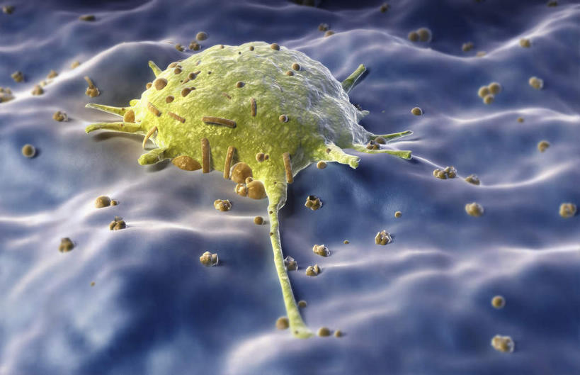 无人,横图,插画,室内,白天,正面,数码,科技,静物,阴影,网络,医学,细胞,高光,几何,计算机图形,合成,图画,画,一个,黄色,人体,单个,电脑合成图,数码合成图,生物学,漫画,生理学,写实,具体,具象,吞噬细胞,巨噬细胞,彩图