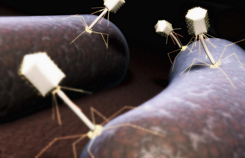 动脉,静脉,无人,横图,插画,室内,白天,正面,数码,科技,微生物,静物,许多,阴影,黑色背景,网络,细菌,医学,高光,几何,计算机图形,合成,图画,画,白色,模型,生物,人体,腐蚀,侵蚀,电脑合成图,数码合成图,医疗,病毒,生物学,漫画,生理学,写实,具体,具象,寄生,生命体,生物病毒,噬菌体,大肠杆菌,附着,彩图