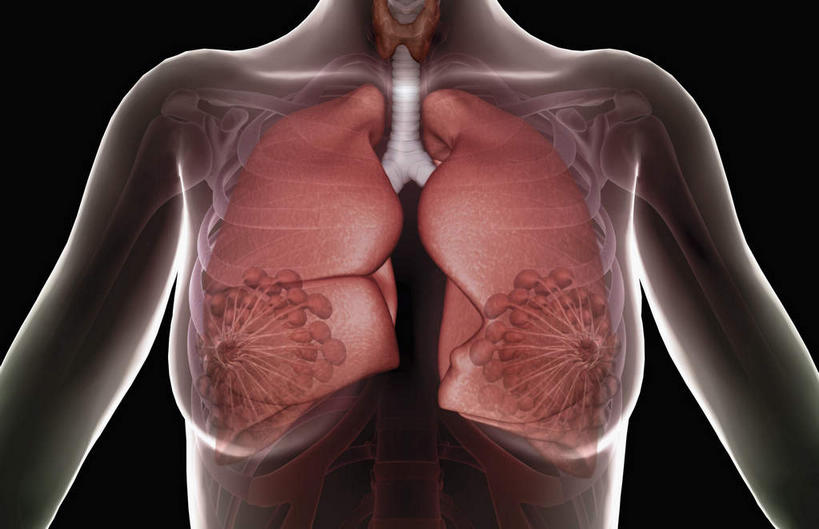 喉咙,内脏,肺,动脉,静脉,无人,站,横图,插画,室内,白天,正面,数码,科技,静物,阴影,黑色背景,网络,医学,高光,几何,计算机图形,合成,图画,画,模型,站着,人体,电脑合成图,数码合成图,疾病,生物学,人体器官,器官,肿瘤,漫画,癌症,生理学,写实,具体,具象,乳腺,皮肤癌,肺癌,喉癌,肺部,肺脏,站立,半身,彩图