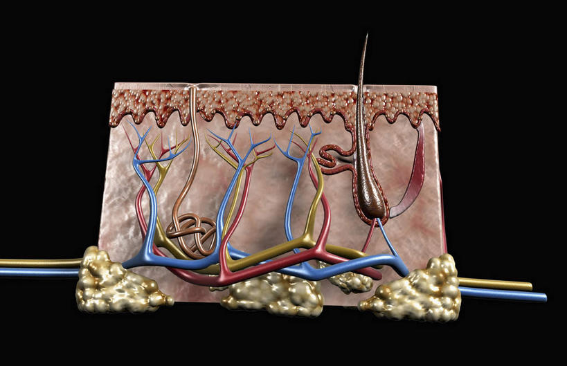 内脏,动脉,静脉,血管,无人,横图,插画,室内,特写,白天,正面,数码,科技,静物,许多,阴影,黑色背景,网络,医学,高光,几何,计算机图形,合成,图画,画,黄色,红色,蓝色,模型,脂肪,人体,电脑合成图,数码合成图,组织,生物学,人体器官,器官,漫画,真皮,生理学,写实,具体,具象,毛囊,脂肪组织,伤害感受器,彩图