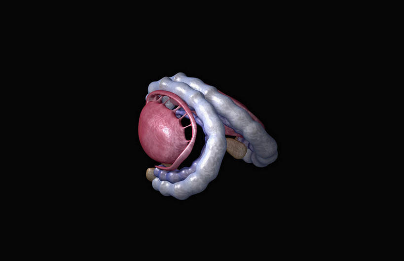 动脉,静脉,无人,横图,插画,室内,白天,正面,数码,科技,静物,阴影,黑色背景,网络,医学,高光,几何,计算机图形,合成,图画,画,红色,白色,模型,人体,电脑合成图,数码合成图,生物学,人体器官,器官,漫画,生理学,写实,具体,具象,丘脑,边缘系统,穹窿,彩图,下丘脑