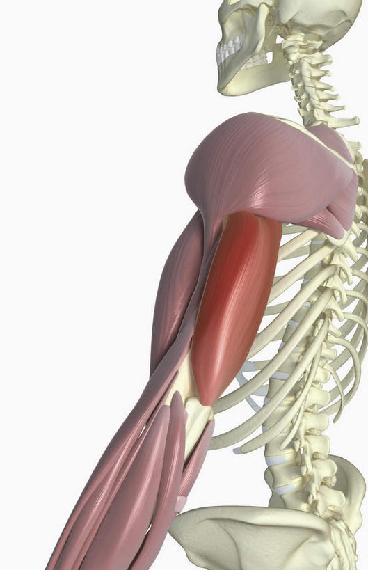 肌肉,健壮,无人,竖图,室内,白天,白色背景,正面,数码,科技,阴影,网络,高光,几何,计算机图形,合成,健康,活力,力量,青春,电脑合成图,数码合成图,强壮,写实,具体,具象,肱三头肌,彩图