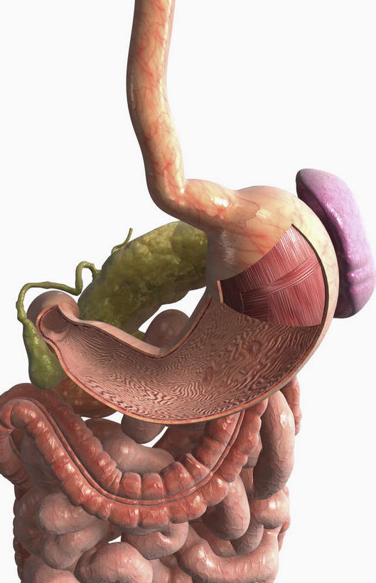 腹部,内脏,动脉,静脉,无人,竖图,室内,白天,白色背景,正面,数码,科技,静物,阴影,网络,医学,高光,几何,计算机图形,合成,模型,人体,电脑合成图,数码合成图,生物学,人体器官,器官,生理学,写实,具体,具象,胃壁,腹,肚子,彩图,消化系统