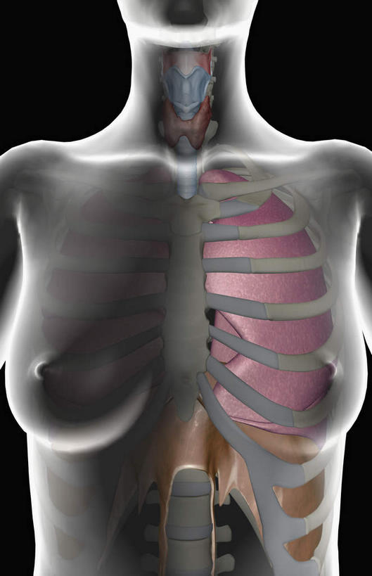 气管,动脉,静脉,无人,竖图,室内,白天,正面,数码,科技,静物,阴影,黑色背景,网络,医学,高光,几何,计算机图形,合成,模型,人体,电脑合成图,数码合成图,生物学,呼吸道,生理学,写实,具体,具象,呼吸系统,彩图