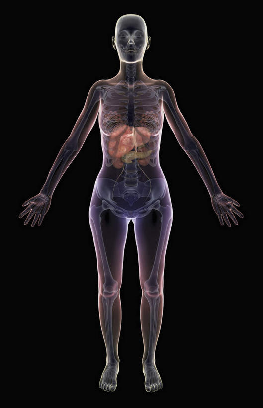 内脏,动脉,静脉,无人,竖图,室内,白天,正面,数码,科技,静物,阴影,黑色背景,网络,医学,高光,几何,计算机图形,合成,模型,人体,电脑合成图,数码合成图,生物学,人体器官,器官,生理学,写实,具体,具象,彩图