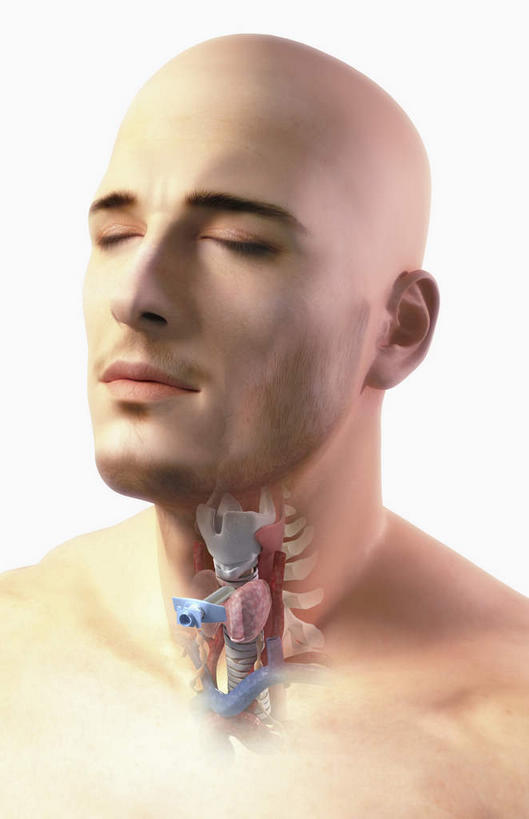 内脏,气管,动脉,静脉,无人,竖图,室内,白天,白色背景,正面,数码,科技,静物,阴影,网络,医学,高光,几何,计算机图形,合成,模型,人体,电脑合成图,数码合成图,生物学,人体器官,器官,生理学,写实,具体,具象,彩图