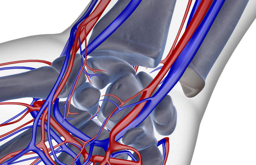 手掌,手腕,动脉,静脉,骨骼,无人,横图,室内,白天,白色背景,正面,数码,科技,静物,阴影,网络,医学,骨头,高光,几何,计算机图形,合成,模型,人体,皮肤,电脑合成图,数码合成图,骨架,生物学,生理学,写实,具体,具象,半身,彩图