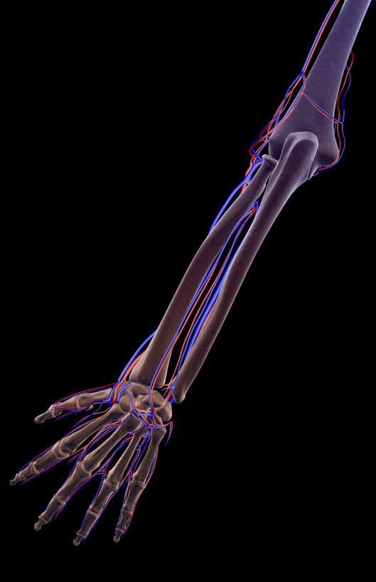 动脉,静脉,骨骼,无人,竖图,室内,白天,正面,数码,科技,静物,阴影,黑色背景,网络,医学,骨头,高光,几何,计算机图形,合成,模型,人体,皮肤,电脑合成图,数码合成图,骨架,生物学,生理学,写实,具体,具象,掌背动脉,前臂,半身,彩图