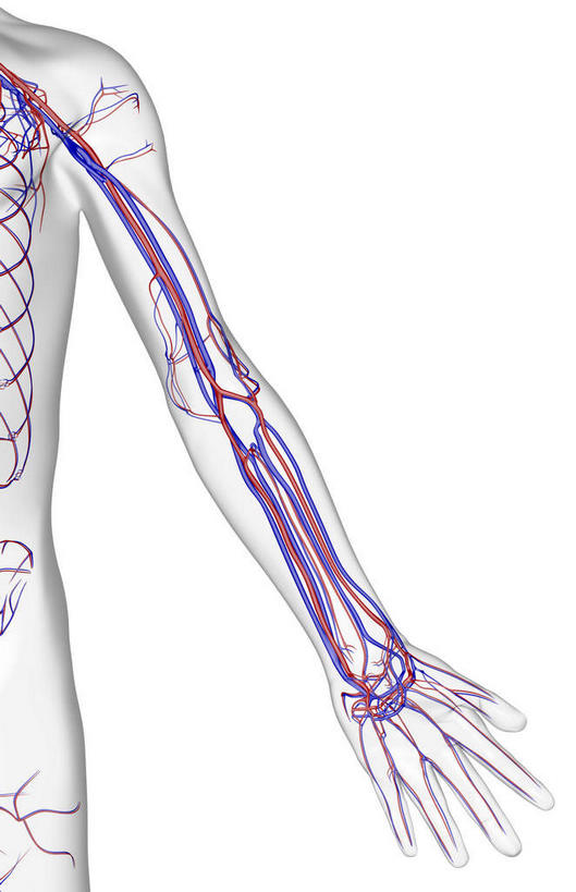 动脉,静脉,骨骼,无人,竖图,室内,白天,白色背景,正面,数码,科技,静物,阴影,网络,医学,骨头,高光,几何,计算机图形,合成,模型,人体,电脑合成图,数码合成图,骨架,生物学,生理学,写实,具体,具象,尺动脉,肱静脉,桡动脉,桡静脉,肘静脉,半身,彩图