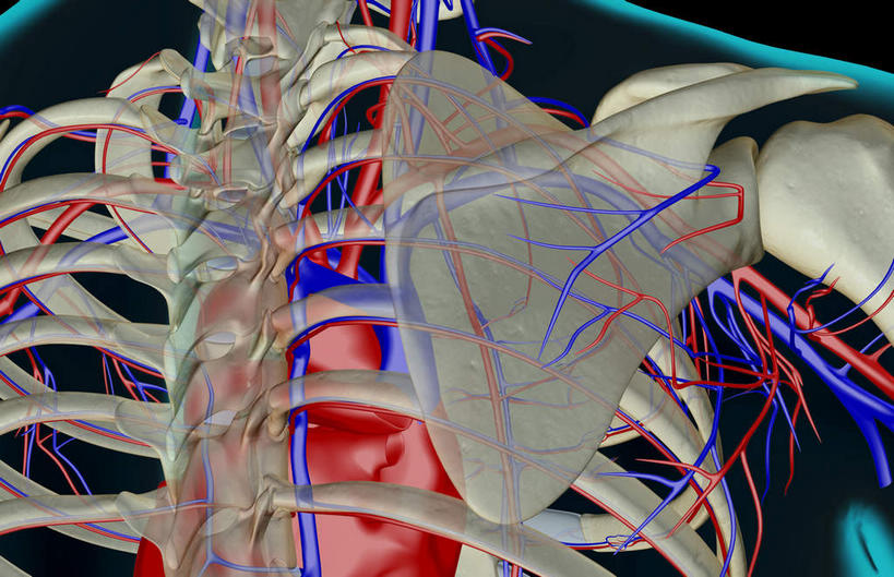 动脉,静脉,骨骼,无人,横图,室内,白天,正面,数码,科技,静物,阴影,黑色背景,网络,医学,骨头,高光,几何,计算机图形,合成,肩膀,模型,血液,人体,电脑合成图,数码合成图,骨架,生物学,生理学,写实,具体,具象,腋动脉,腋静脉,半身,彩图