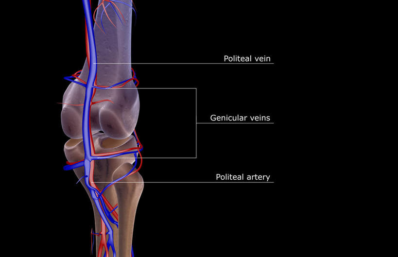 膝盖,动脉,静脉,骨骼,无人,横图,室内,白天,正面,数码,科技,静物,阴影,黑色背景,网络,医学,英文,标志,文字,字符,字母,骨头,高光,几何,计算机图形,合成,标识,模型,解说,人体,说明,英文字母,电脑合成图,数码合成图,骨架,生物学,生理学,写实,具体,具象,阐明,申明,注解,注明,腘动脉,腘静脉,半身,彩图