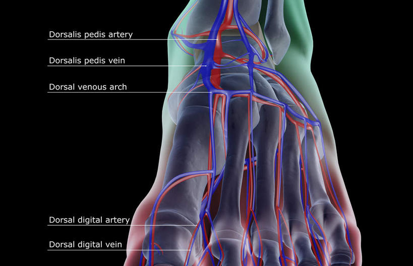 腿部,脚,脚趾,脚趾甲,动脉,静脉,骨骼,腿,无人,横图,室内,白天,正面,数码,科技,静物,阴影,黑色背景,网络,医学,英文,标志,文字,字符,字母,骨头,高光,几何,计算机图形,合成,标识,模型,血液,解说,人体,说明,英文字母,电脑合成图,数码合成图,骨架,生物学,生理学,写实,具体,具象,阐明,申明,注解,注明,足背动脉,足背静脉,脚指甲,半身,彩图