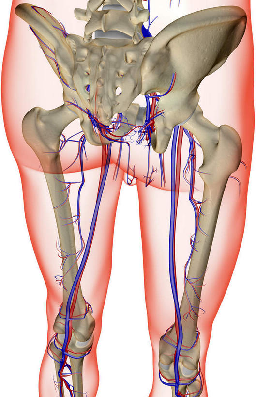腿部,动脉,静脉,骨骼,腿,无人,竖图,室内,白天,白色背景,正面,数码,科技,静物,阴影,网络,医学,骨头,高光,几何,计算机图形,合成,模型,人体,电脑合成图,数码合成图,骨架,生物学,生理学,写实,具体,具象,下肢,半身,彩图