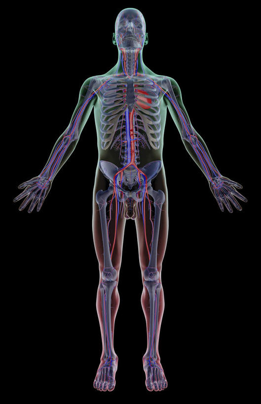 动脉,静脉,骨骼,无人,竖图,室内,白天,正面,数码,科技,静物,阴影,黑色背景,网络,医学,骨头,高光,几何,计算机图形,合成,模型,人体,皮肤,电脑合成图,数码合成图,骨架,生物学,生理学,写实,具体,具象,锁骨下动脉,锁骨下静脉,半身,彩图