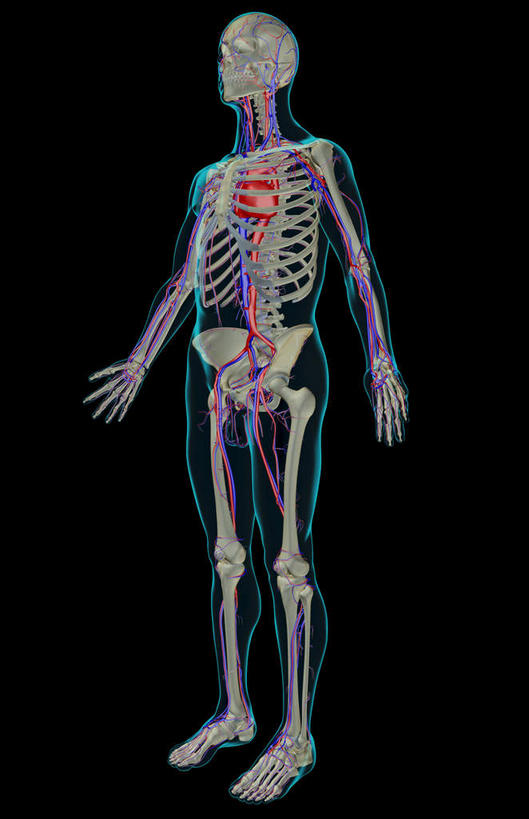 动脉,静脉,骨骼,无人,竖图,室内,白天,正面,数码,科技,静物,阴影,黑色背景,网络,医学,英文,标志,文字,字符,字母,骨头,高光,几何,计算机图形,合成,标识,模型,解说,人体,说明,皮肤,英文字母,电脑合成图,数码合成图,骨架,生物学,生理学,写实,具体,具象,阐明,申明,注解,注明,髂动脉,髂静脉,下腔静脉,降主动脉,血管系统,半身,彩图