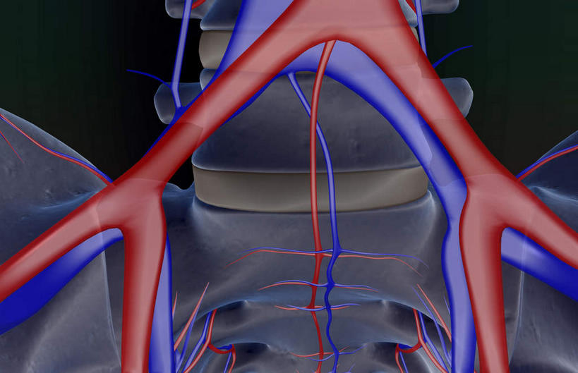 动脉,静脉,骨骼,骨盆,无人,竖图,室内,白天,正面,数码,科技,静物,阴影,黑色背景,网络,医学,骨头,高光,几何,计算机图形,合成,模型,人体,电脑合成图,数码合成图,骨架,生物学,生理学,写实,具体,具象,半身,彩图