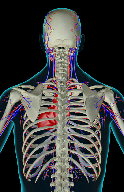 动脉,静脉,骨骼,无人,竖图,室内,白天,正面,数码,科技,静物,阴影,黑色背景,网络,医学,骨头,高光,几何,计算机图形,合成,模型,血液,人体,皮肤,电脑合成图,数码合成图,骨架,生物学,生理学,写实,具体,具象,肋间动脉,肋间静脉,半身,彩图