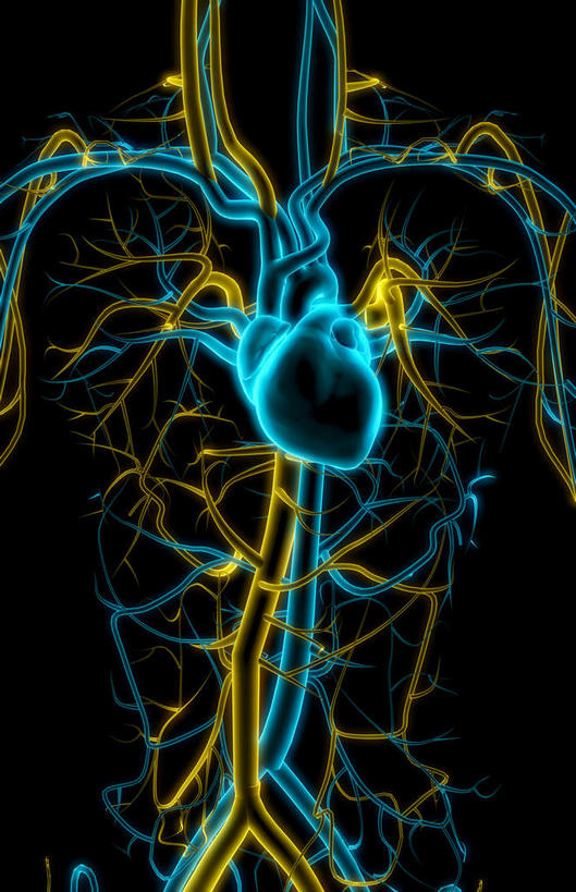 内脏,肺,动脉,静脉,无人,竖图,室内,特写,白天,正面,数码,科技,静物,阴影,黑色背景,局部,网络,医学,光芒,高光,几何,计算机图形,合成,模型,人体,部分,电脑合成图,数码合成图,生物学,人体器官,器官,生理学,写实,具体,具象,颈动脉,颈静脉,下腔静脉,主动脉,上腔静脉,升主动脉,降主动脉,腋动脉,腋静脉,肺动脉,肺静脉,肺部,肺脏,半身,彩图