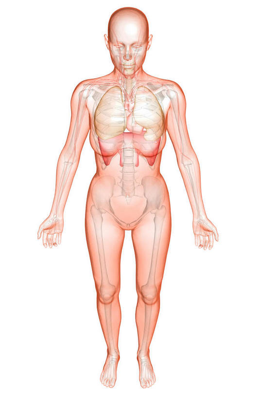 内脏,肺,动脉,静脉,无人,站,竖图,室内,特写,白天,白色背景,正面,数码,科技,静物,阴影,透明,网络,医学,高光,几何,计算机图形,合成,模型,站着,人体,电脑合成图,数码合成图,生物学,人体器官,器官,生理学,写实,具体,具象,隔膜,喉,呼吸系统,锁骨下动脉,锁骨下静脉,通明,肺部,肺脏,站立,彩图,全身
