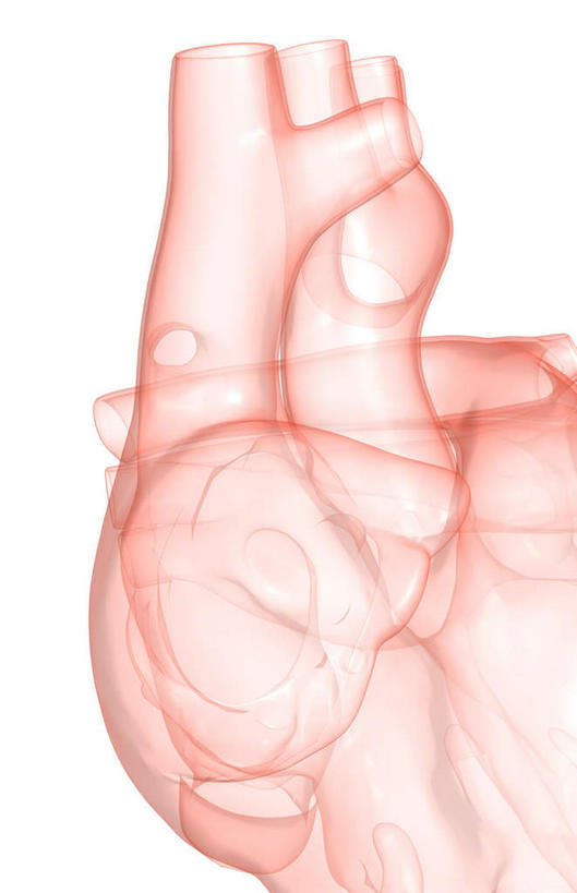 内脏,心脏,动脉,静脉,无人,竖图,室内,特写,白天,白色背景,正面,数码,科技,静物,阴影,局部,网络,高光,几何,计算机图形,合成,模型,人体,部分,电脑合成图,数码合成图,生物学,器官,心血管,心房,心室,生理学,写实,具体,具象,主动脉,上腔静脉,右心房,心,彩图