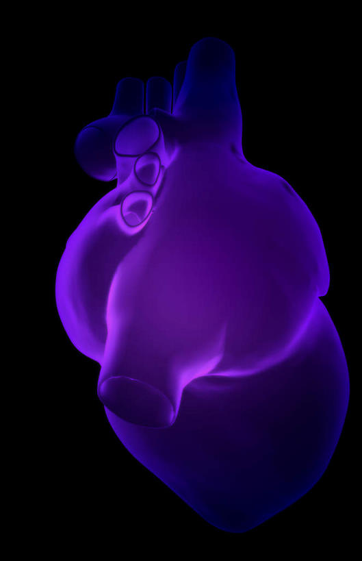 内脏,肺,心脏,动脉,静脉,无人,竖图,室内,特写,白天,正面,数码,科技,静物,阴影,黑色背景,局部,网络,光芒,高光,几何,计算机图形,合成,紫色,模型,人体,部分,电脑合成图,数码合成图,生物学,器官,心血管,心房,心室,生理学,写实,具体,具象,下腔静脉,肺动脉,肺静脉,腔​​静脉,肺部,肺脏,心,彩图