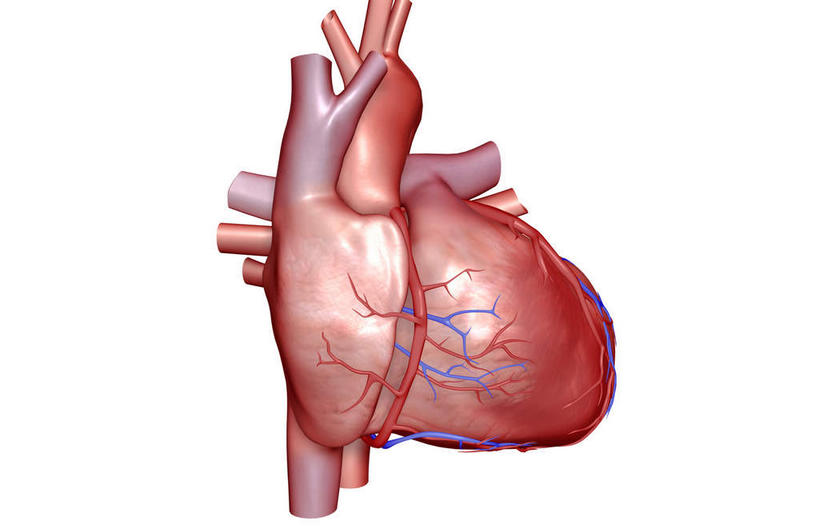 内脏,肺,心脏,动脉,静脉,无人,横图,室内,特写,白天,白色背景,正面,数码,科技,静物,阴影,局部,网络,高光,几何,计算机图形,合成,模型,人体,部分,电脑合成图,数码合成图,生物学,器官,心血管,心房,心室,生理学,写实,具体,具象,肺动脉,肺静脉,冠心病,冠状沟,前室间沟,肺部,肺脏,心,彩图