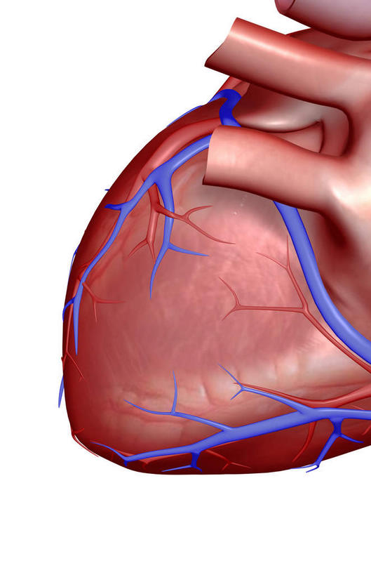 内脏,心脏,动脉,静脉,无人,竖图,室内,特写,白天,白色背景,正面,数码,科技,静物,阴影,局部,网络,高光,几何,计算机图形,合成,模型,人体,部分,电脑合成图,数码合成图,生物学,器官,心血管,心房,心室,生理学,写实,具体,具象,肺静脉,冠状静脉窦,冠状沟,前室间沟,心,彩图