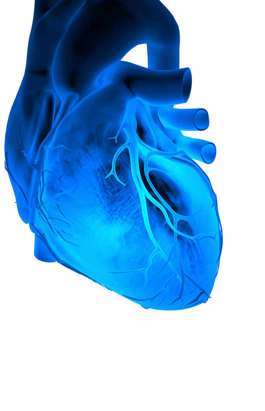 内脏,肺,心脏,动脉,静脉,无人,竖图,室内,特写,白天,白色背景,正面,数码,科技,静物,阴影,局部,网络,光芒,高光,几何,计算机图形,合成,蓝色,模型,人体,部分,电脑合成图,数码合成图,生物学,器官,心血管,心房,心室,生理学,写实,具体,具象,肺动脉,肺静脉,冠心病,冠状沟,前室间沟,肺部,肺脏,心,彩图