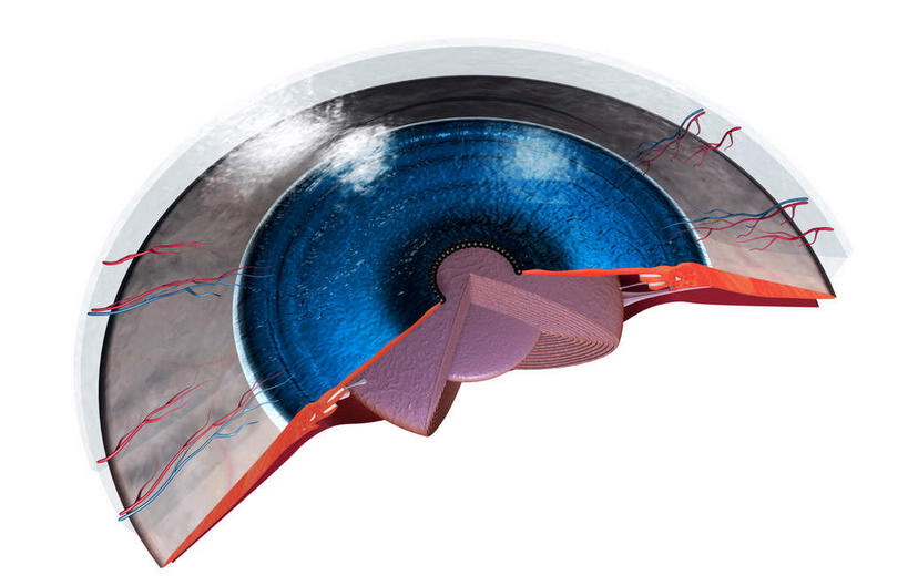 眼睛,动脉,静脉,无人,横图,室内,特写,白天,白色背景,正面,数码,科技,静物,瞳孔,阴影,局部,网络,医学,高光,几何,计算机图形,合成,模型,人体,眼部,部分,电脑合成图,数码合成图,生物学,视网膜,眼球,器官,生理学,写实,具体,具象,巩膜,角膜,视觉器官,眼房,眼球壁,睫状肌,眼,彩图