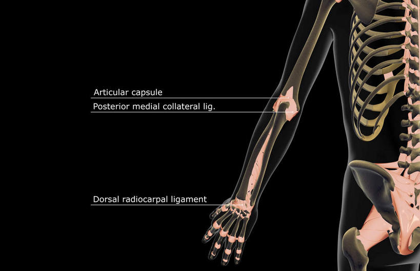 肩胛骨,动脉,静脉,骨骼,胸骨,肋骨,骨盆,无人,横图,室内,特写,白天,正面,数码,科技,静物,阴影,黑色背景,局部,网络,医学,英文,标志,文字,字符,字母,骨头,高光,几何,计算机图形,合成,标识,模型,人体,英文字母,部分,电脑合成图,数码合成图,骨架,生物学,生理学,写实,具体,具象,尺骨,骶骨,肱骨,髋骨,桡骨,腕骨,尾骨,胸椎,腰骨,掌骨,指骨,胯骨,肋软骨,关节囊,半身,彩图,前纵韧带