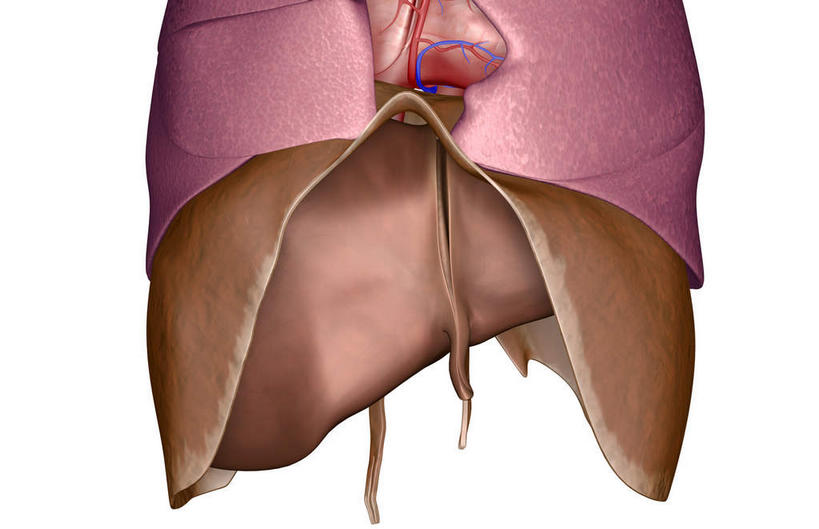 内脏,肝脏,动脉,静脉,无人,横图,室内,特写,白天,白色背景,正面,数码,科技,静物,阴影,局部,网络,医学,高光,几何,计算机图形,合成,模型,人体,部分,电脑合成图,数码合成图,生物学,人体器官,器官,生理学,写实,具体,具象,隔膜,肝,彩图,消化系统