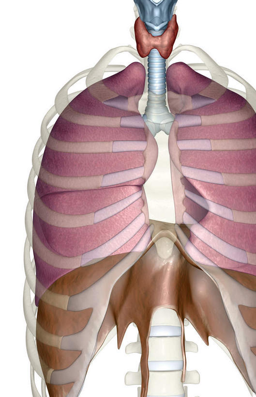 内脏,肺,动脉,静脉,骨骼,胸骨,肋骨,无人,竖图,室内,特写,白天,白色背景,正面,数码,科技,静物,阴影,局部,网络,医学,骨头,高光,几何,计算机图形,合成,模型,人体,部分,电脑合成图,数码合成图,骨架,生物学,人体器官,器官,呼吸道,生理学,写实,具体,具象,隔膜,呼吸系统,肋软骨,肺部,肺脏,彩图