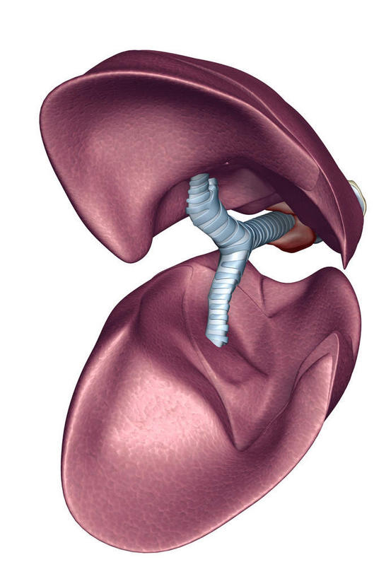 内脏,肺,动脉,静脉,无人,竖图,室内,特写,白天,白色背景,正面,数码,科技,静物,阴影,局部,网络,医学,高光,几何,计算机图形,合成,模型,人体,部分,电脑合成图,数码合成图,生物学,人体器官,器官,支气管,生理学,写实,具体,具象,肺部,肺脏,彩图